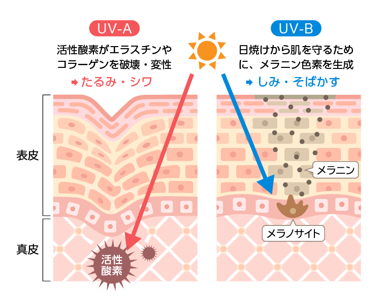 UV-Aは活性酸素がエラスチンやコラーゲンを破壊・変性してたるみ・シワの原因に。UV-Bは日焼けから肌を守るためにメラニン色素を生成してしみ・そばかすの原因に。