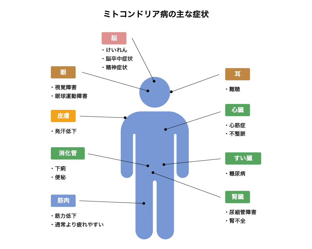 ミトコンドリア病の主な症状。脳：痙攣、脳卒中症状、精神症状　眼：視覚障害、眼球運動障害　耳：難聴　皮膚：発汗低下　心臓：心筋症、不整脈　消化管：下痢、便秘　膵臓：糖尿病　筋肉：筋力低下、通常より疲れやすい　腎臓：尿細管障害、腎不全